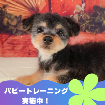 ポメプー(ポメラニアン×トイプードル)【静岡県・男の子・2024年3月2日・ブラックタン】の写真「🐶パピートレーニング実施中💓」