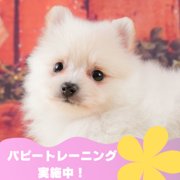 ポメラニアン【静岡県・女の子・2024年4月22日・ホワイト】の写真「🐶パピートレーニング実施中💓」