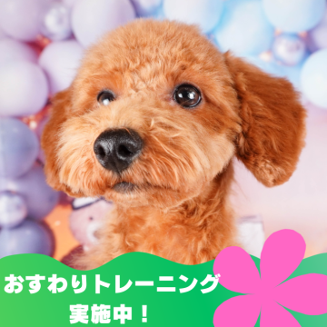 トイプードル(トイ)【静岡県・女の子・2023年12月27日・レッド】の写真「🐶おすわり練習中🐶」