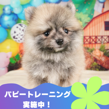 ポメラニアン【静岡県・男の子・2024年3月19日・オレンジセーブル】の写真「🐶パピートレーニング実施中💓」