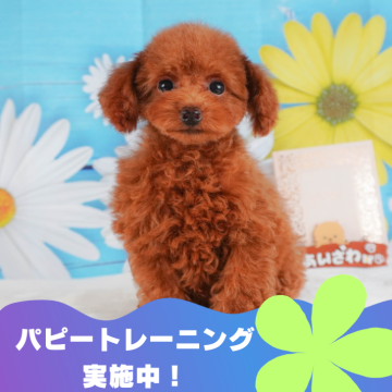 トイプードル(タイニー)【静岡県・男の子・2024年5月12日・レッド】の写真「🐶パピートレーニング実施中💓」