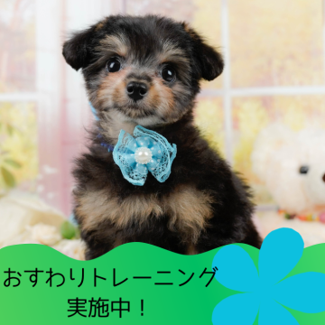 チワプー(チワワ×トイプードル)【静岡県・男の子・2024年2月4日・ブラックタン】の写真「🐶おすわりできます🐶✨」