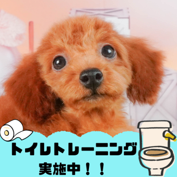 トイプードル(トイ)【静岡県・女の子・2024年5月22日・レッド】の写真「トイレトレーニング中🐶」