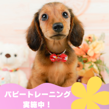 カニンヘンダックスフンド(ロング)【静岡県・女の子・2024年4月19日・シェーデッドレッド】の写真「🐶パピートレーニング実施中💓7/7以降見学可」