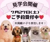 ポメラニアン【静岡県・女の子・2024年5月28日・オレンジ】の写真5「🐶7月27日(土)見学会開催🎉」