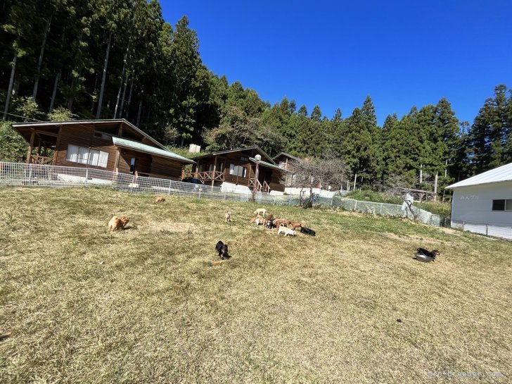 佐藤　大斗(さとう　ひろと)ブリーダー(群馬県・トイプードルなど・JKC登録)の紹介写真6