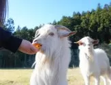 ポメラニアン【群馬県・女の子・2025年2月23日・オレンジセーブル】の写真11「🐾ヤギのごはんあげ体験もできます🐐🥕」