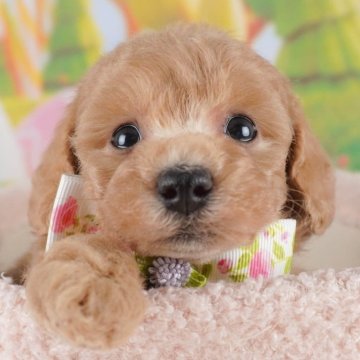 トイプードル(トイ)【群馬県・女の子・2025年3月15日・レッド】の写真「両親犬見学可能🐶ブリーダーアワード群馬県1位🌟」