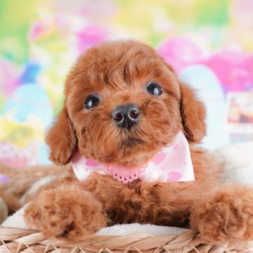 トイプードル(トイ)【群馬県・女の子・2024年10月4日・レッド】の写真「遊ぶの大好き！かまってちゃん🐶💗」