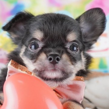 チワワ(ロング)【群馬県・男の子・2024年12月21日・ブラックタン】の写真「両親犬見学可能🐶ブリーダーアワード群馬県1位🌟」