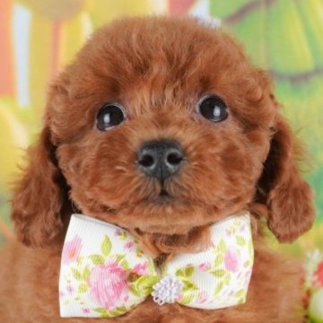トイプードル(トイ)【群馬県・女の子・2025年1月25日・レッド】の写真「両親犬見学可能🐶ブリーダーアワード群馬県1位🌟」