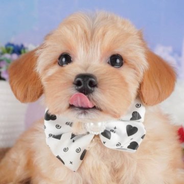 マルプープー(マルプー×トイプードル)【群馬県・男の子・2025年2月24日・アプリコット】の写真「両親犬見学可能🐶ブリーダーアワード群馬県1位🌟」