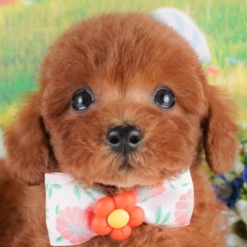 トイプードル(トイ)【群馬県・女の子・2025年2月1日・レッド】の写真「両親犬見学可能🐶ブリーダーアワード群馬県1位🌟」