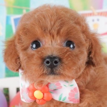 トイプードル(トイ)【群馬県・女の子・2024年11月27日・レッド】の写真「両親犬見学可能🐶ブリーダーアワード群馬県1位🌟」