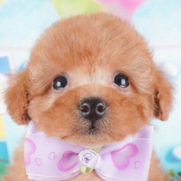 トイプードル(トイ)【群馬県・男の子・2024年12月9日・レッド】の写真「両親犬見学可能🐶ブリーダーアワード群馬県1位🌟」