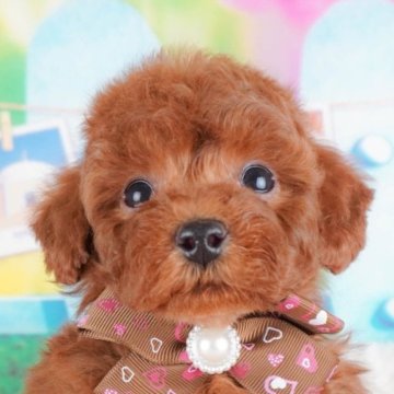 トイプードル(トイ)【群馬県・男の子・2024年10月4日・レッド】の写真「天真爛漫な末っ子くん🐶💙」