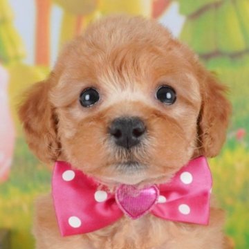 トイプードル(トイ)【群馬県・女の子・2025年3月15日・レッド】の写真「両親犬見学可能🐶ブリーダーアワード群馬県1位🌟」
