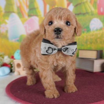 トイプードル(トイ)【群馬県・男の子・2025年3月15日・レッド】の写真「両親犬見学可能🐶ブリーダーアワード群馬県1位🌟」