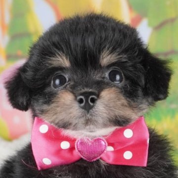 ポメプー(ポメラニアン×トイプードル)【群馬県・女の子・2025年3月2日・ブラックタン】の写真「両親犬見学可能🐶ブリーダーアワード群馬県1位🌟」