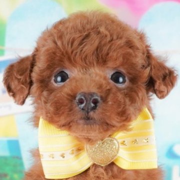 トイプードル(トイ)【群馬県・男の子・2024年12月3日・レッド】の写真「両親犬見学可能🐶ブリーダーアワード群馬県1位🌟」