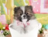 ポメラニアン【群馬県・女の子・2025年1月25日・パーティ】の写真2「🐾オンライン見学実施中！即日対応も可能です♪」