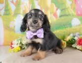 ミニチュアダックスフンド(ロング)【群馬県・男の子・2024年11月7日・ブラックタン】の写真3「🐾近隣引渡サービスでのお迎えも承っております！」
