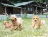 チワプー(チワワ×トイプードル)【群馬県・男の子・2025年1月3日・ブラックタン】の写真7「🐾広々とした屋外ドッグラン！毎日元気いっぱい運動しています🐕🌈」