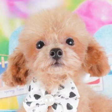 トイプードル(トイ)【群馬県・男の子・2024年5月5日・レッド】の写真「つぶらな瞳が可愛い男の子🐶💙」