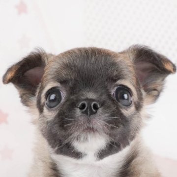 チワワ(ロング)【群馬県・男の子・2024年4月2日・フォーンホワイト】の写真「優しいお顔の男の子🐶」