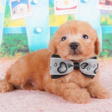 トイプードル(タイニー)【群馬県・男の子・2024年7月6日・レッド】の写真「つぶらな瞳が可愛い男の子🐶💙」