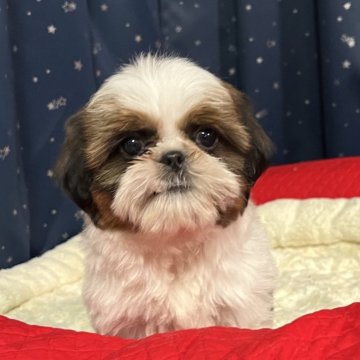 シーズー【静岡県・男の子・2025年1月22日・ホワイト&ゴールド】の写真「おだやかな性格💖＆これぞシーズー犬‼️な姿🐕✨」