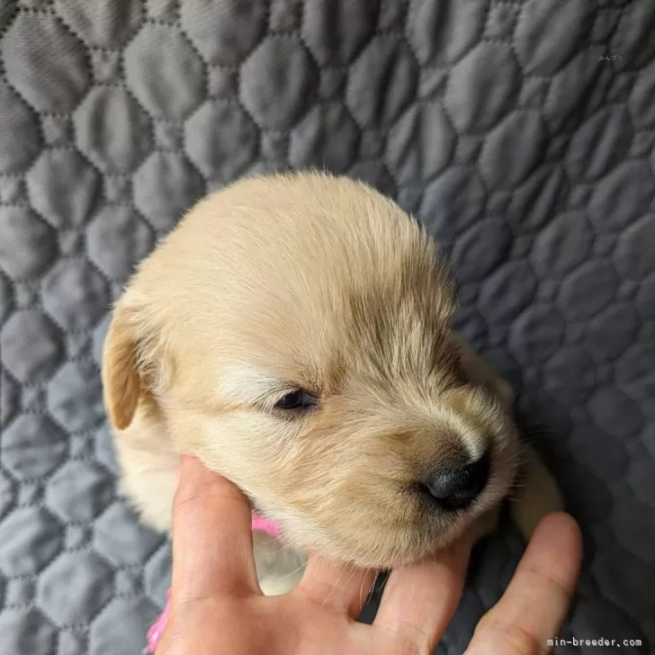 S.Y 様のお迎えした子犬