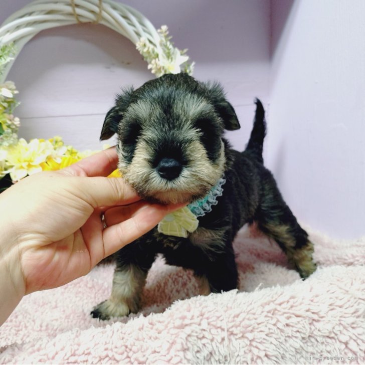 断尾断耳なしのナチュラルシュナ♡ | ミニチュアシュナウザー