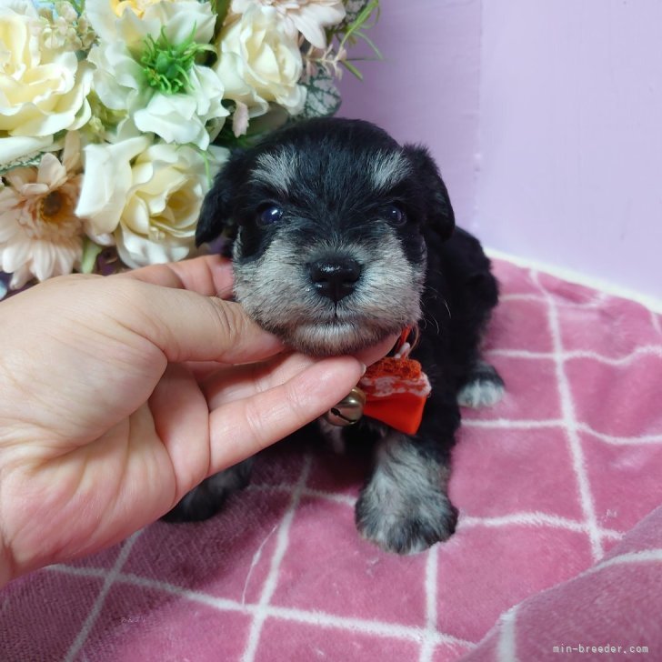 くま 様のお迎えした子犬