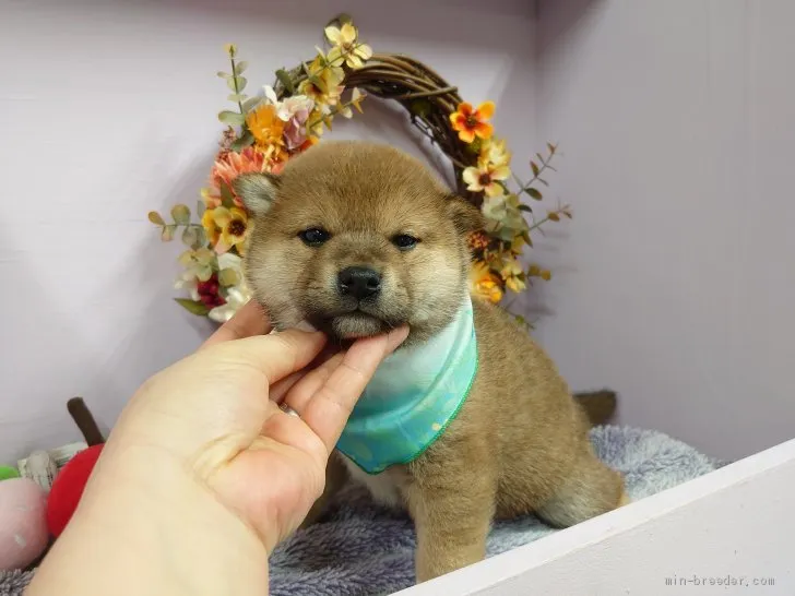 柴犬(標準サイズ)【福島県・男の子・2021年2月5日・赤】の写真1「3月16日撮影生後39日のかわいい姿です♥」