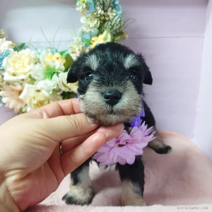 権之助 様のお迎えした子犬