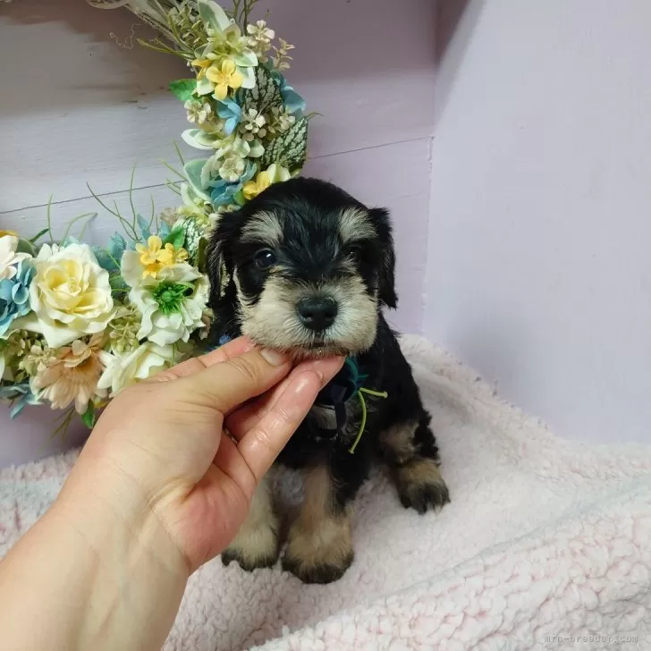 おとっぴー 様のお迎えした子犬