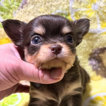 チワワ(ロング)【滋賀県・男の子・2025年1月7日・チョコタン】の写真「♡くりくりおめめ♡」