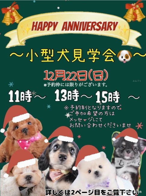 🐶12/22🐶見学会開催｜生田　碧(いくた　みどり)ブリーダー(栃木県・トイプードルなど・JKC登録)の紹介写真1