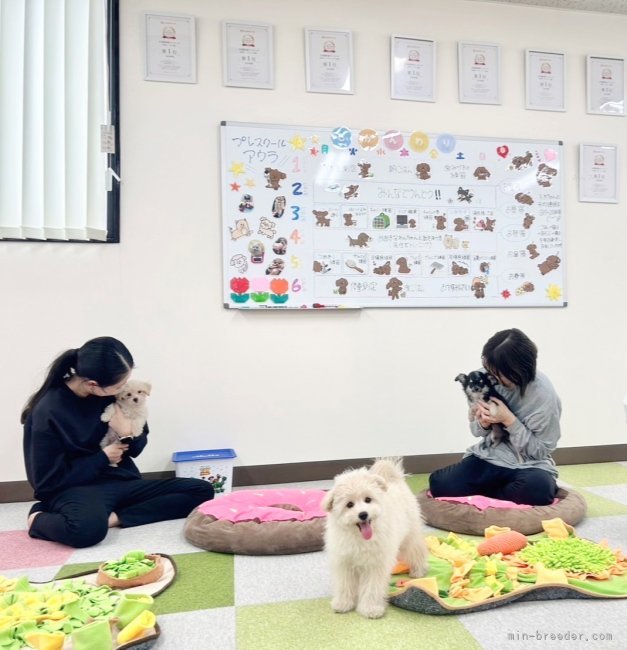 🐶パピートレーニング中🐶1日１０分ほど行っております🌟｜生田　碧(いくた　みどり)ブリーダー(栃木県・トイプードルなど・JKC登録)の紹介写真5