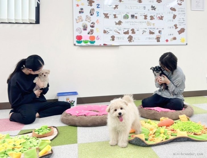 🐶パピートレーニング中🐶1日１０分ほど行っております🌟｜生田　碧(いくた　みどり)ブリーダー(栃木県・トイプードルなど・JKC登録)の紹介写真5