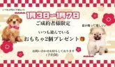 トイプードル(トイ)【栃木県・女の子・2024年9月10日・レッド】の写真10「1月3日～7日の松の内までにご成約されたお客様にお正月特典をご用意いたしました♪」