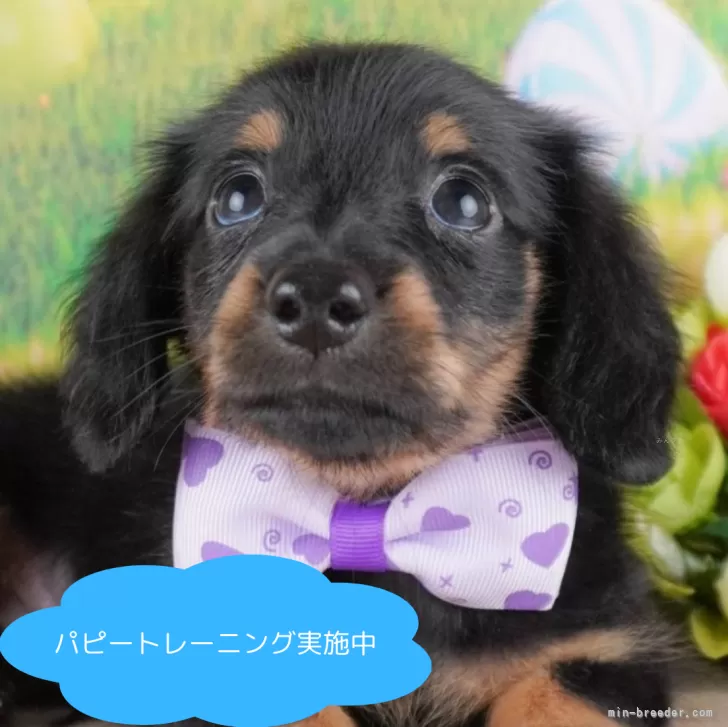 M.M 様のお迎えした子犬