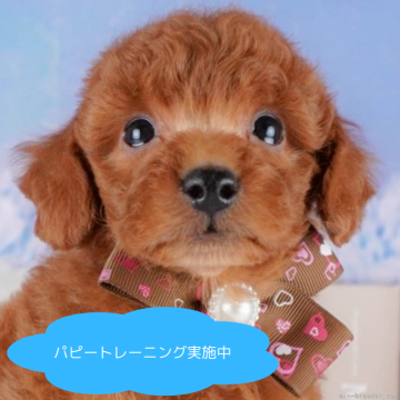 トイプードル(トイ)【栃木県・男の子・2025年3月9日・レッド】の写真「総額表示！まん丸な体と愛らしい動きで心が和みます🐶」