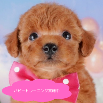トイプードル(トイ)【栃木県・女の子・2025年3月9日・レッド】の写真「総額表示！甘え上手な癒し系💓」