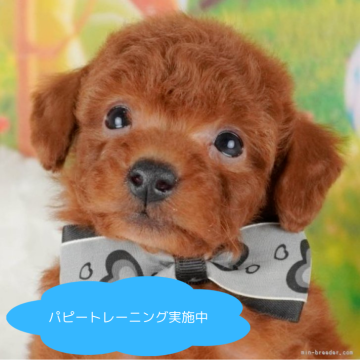 トイプードル(トイ)【栃木県・男の子・2025年3月9日・レッド】の写真「総額表示！甘え上手な癒し系💓」