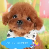 トイプードル(トイ)