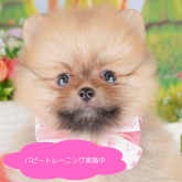 ポメラニアン