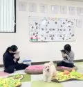 トイプードル(トイ)【栃木県・女の子・2024年8月19日・レッド】の写真7「🐶パピートレーニング中🐶毎日１０分ほど行っております🌟」