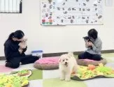 チワワ(スムース)【栃木県・女の子・2024年9月25日・ブラック&タン】の写真8「🐶パピートレーニング中🐶」